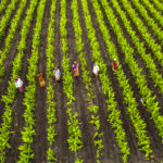 Aerial view of green agriculture field, India.